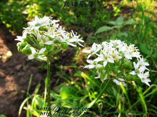 韭菜花小黄瓜的做法(凉菜)